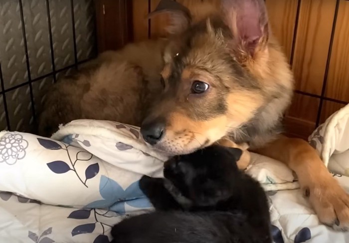 黒猫と子犬