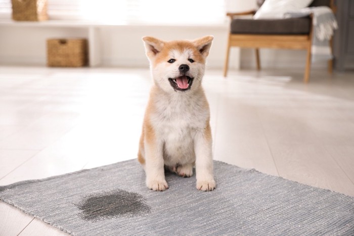 カーペットに粗相した子犬