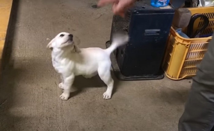 喜ぶ子犬