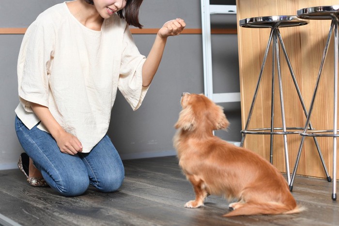 犬のしつけをする若い女性の飼い主