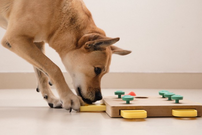 ドッグパズルに挑戦中の犬