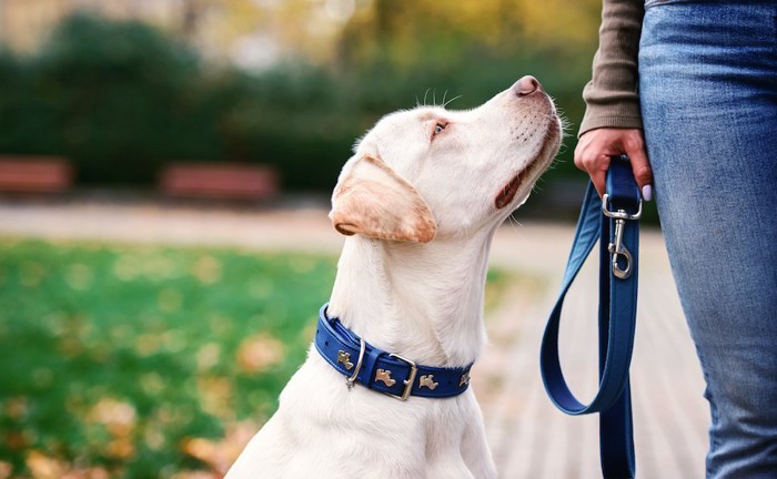 リードを持つ飼い主を見上げる犬