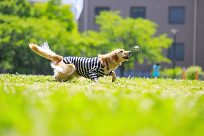 ボールを追いかけて走り回る犬