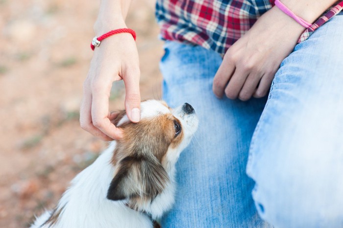 足元にぶつかってくる犬