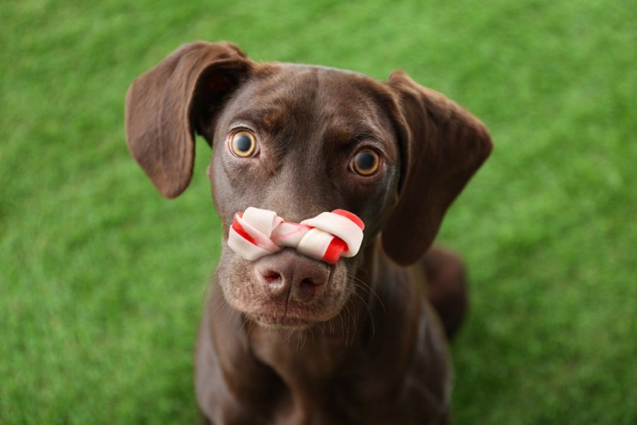 おやつを鼻に載せる犬