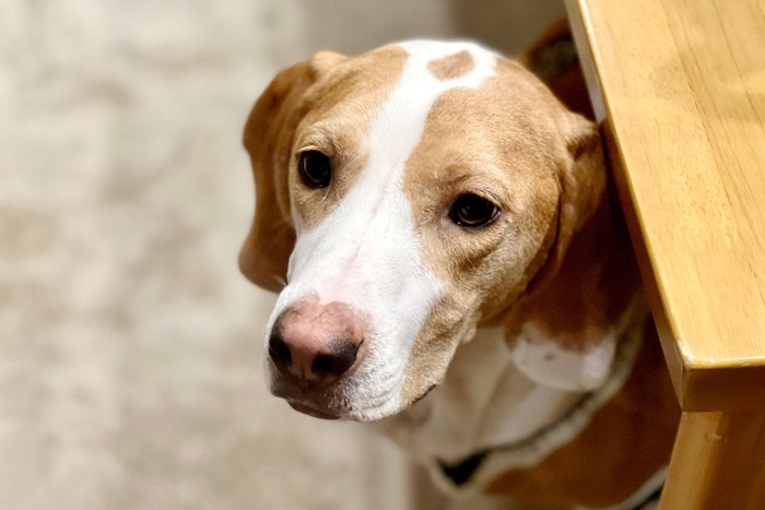 不安な顔でテーブルの下にいる犬