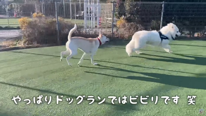 ドッグランでは大型犬に怖がることも