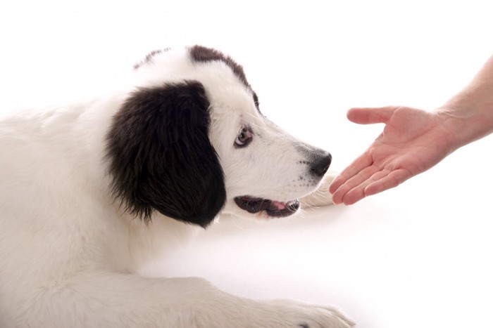 伏せる子犬と手