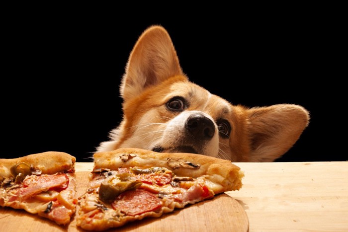 ピザをじっと見つめている犬