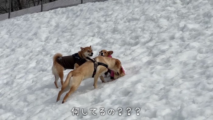 犬同士の挨拶にご満悦なモナちゃん