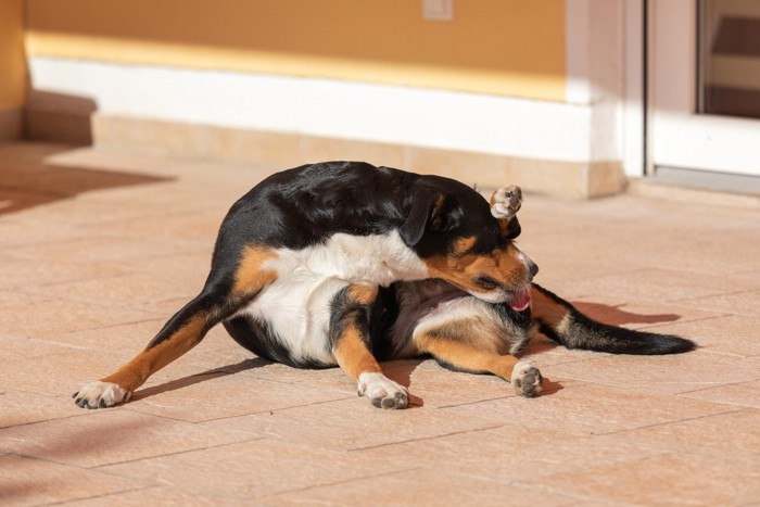 毛繕いをする犬