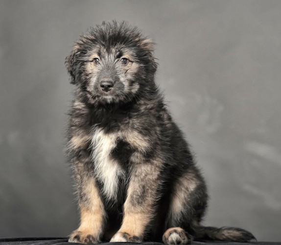 コーカシアンシェパードドッグの子犬