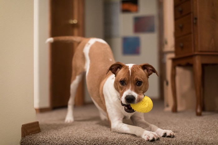 おもちゃをくわえて遊びに誘う犬