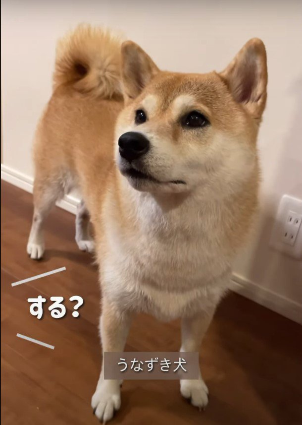 する？と聞かれる犬