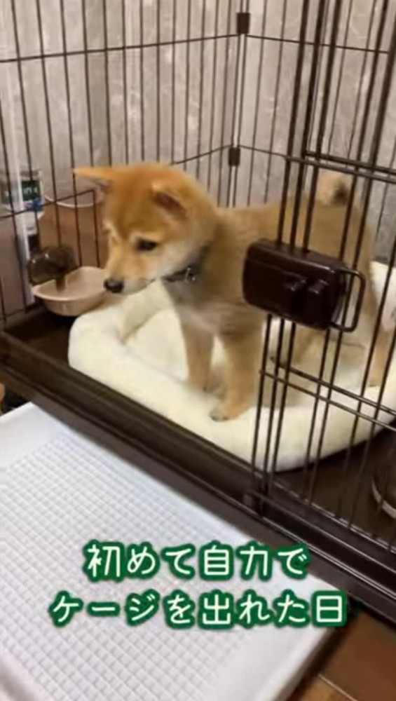 ケージから外を見る柴犬