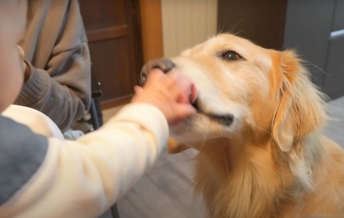 赤ちゃんの手を舐める犬