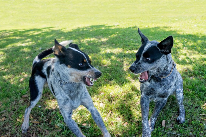 木陰で威嚇し合う二匹の犬