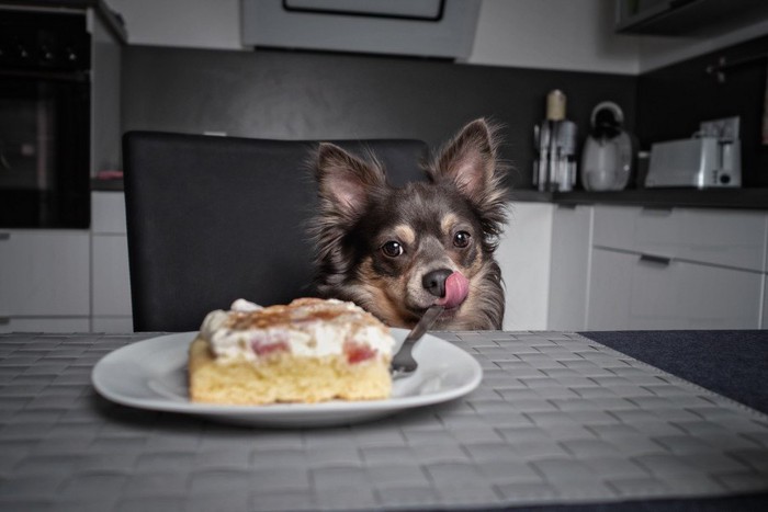 ケーキを前に舌を出す犬