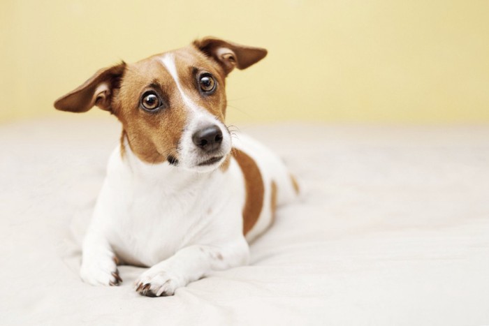 寂しそうな表情の犬