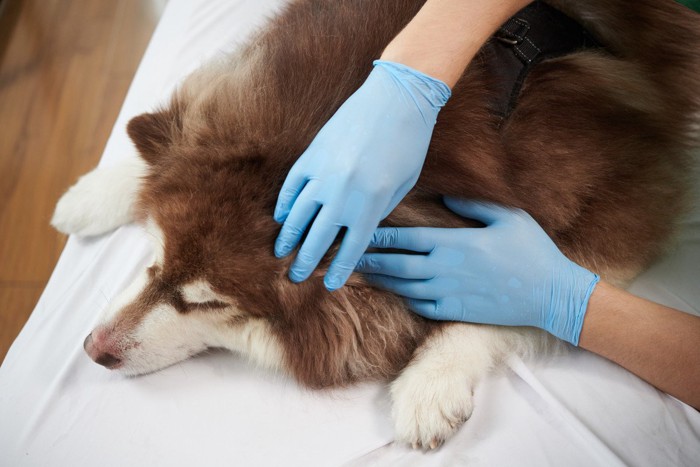 体をチェックされている犬