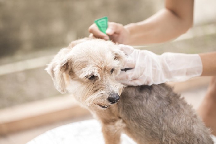 駆除薬と犬