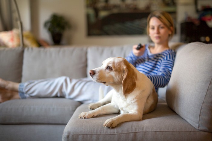 女性とソファに乗る犬