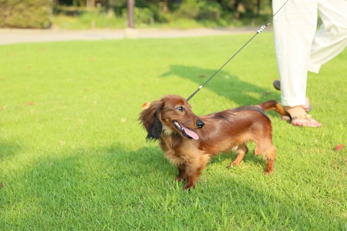 犬の散歩