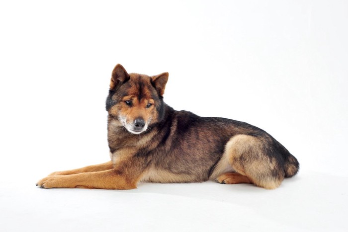 伏せをする川上犬