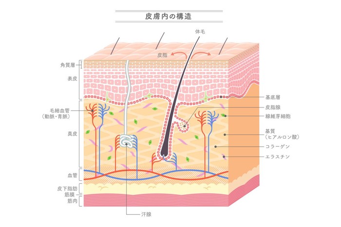 人の皮膚の構造