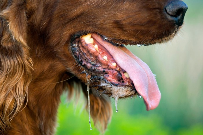 涎を垂らす犬