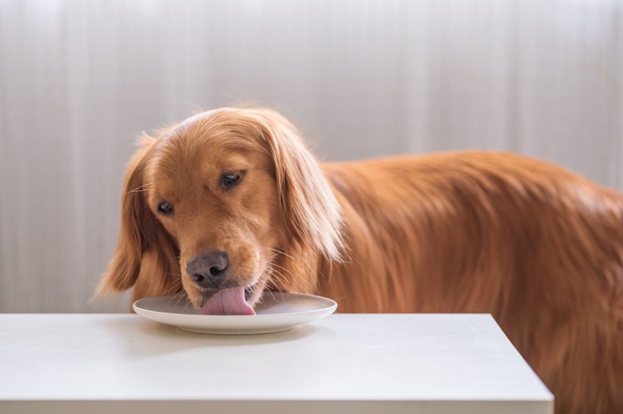 テーブルのお皿を舐める犬