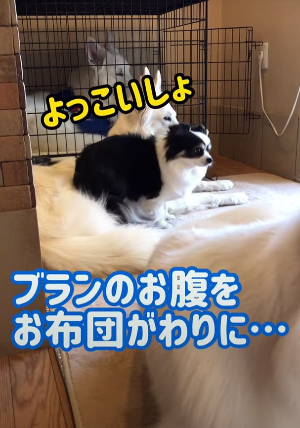 よっこいしょというチワワ