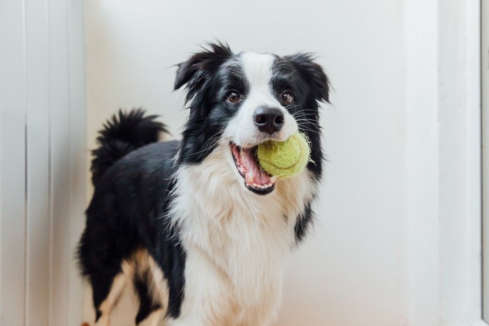 テニスボールを持参する犬