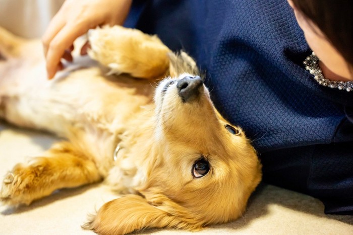 あおむけで寝て見つめてくる犬