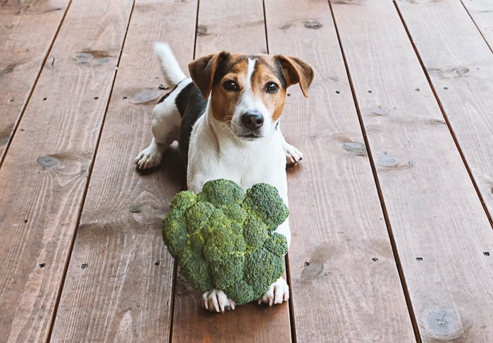 ブロッコリーを両手で押さえて伏せる犬