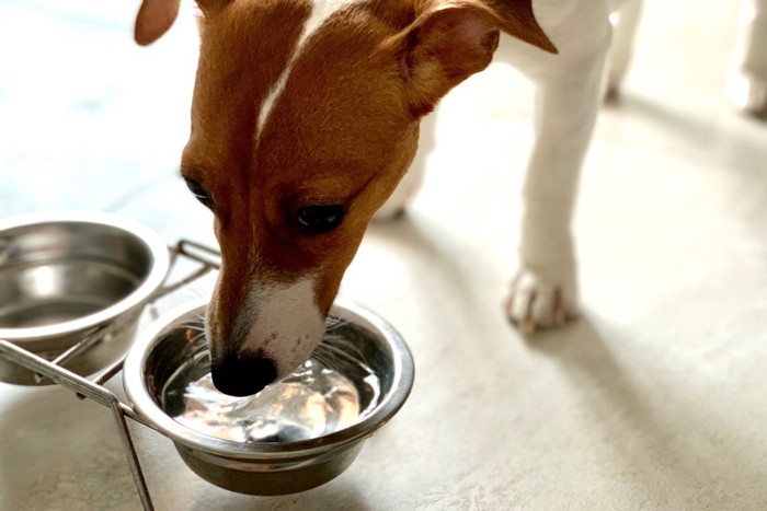 水を飲む犬