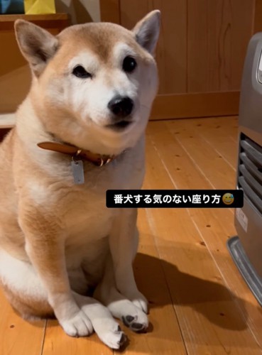 ヒーター前に座る柴犬