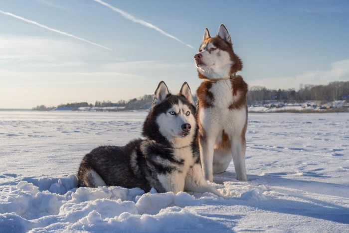 雪の風景とハスキー