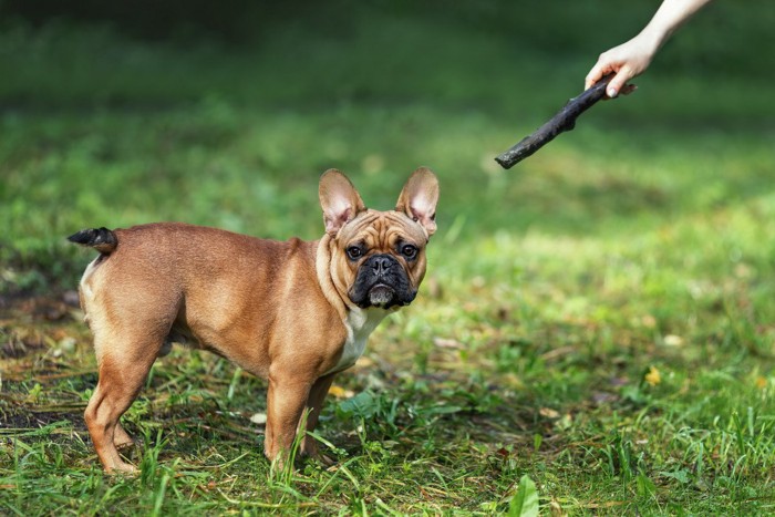 差し出された棒を無視する犬