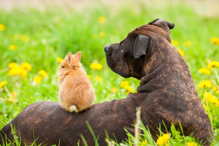 うさぎと犬