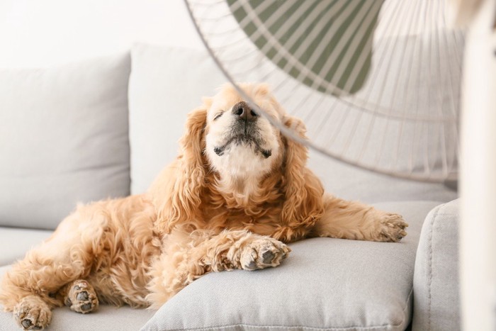 ソファーの上で扇風機の風を感じる犬