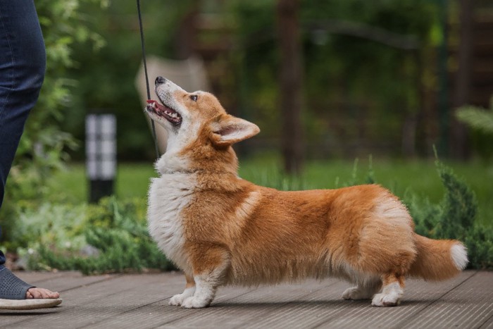 アイコンタクトを取る犬