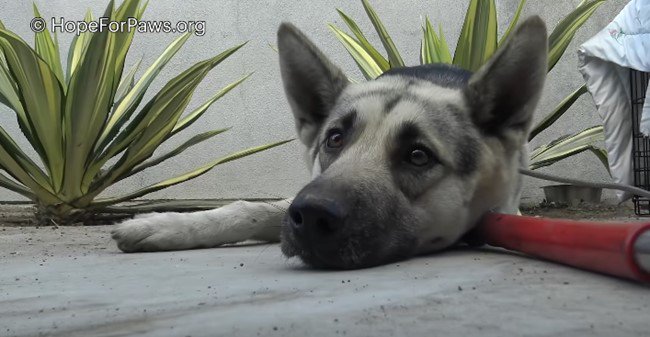 抵抗をあきらめた犬