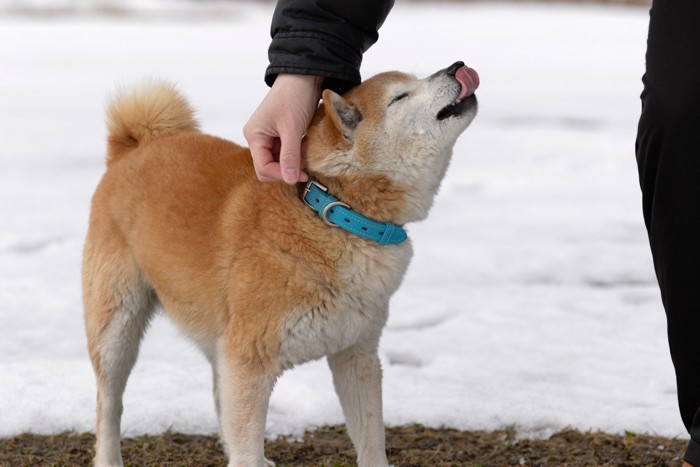 撫でられて嬉しそうな柴犬