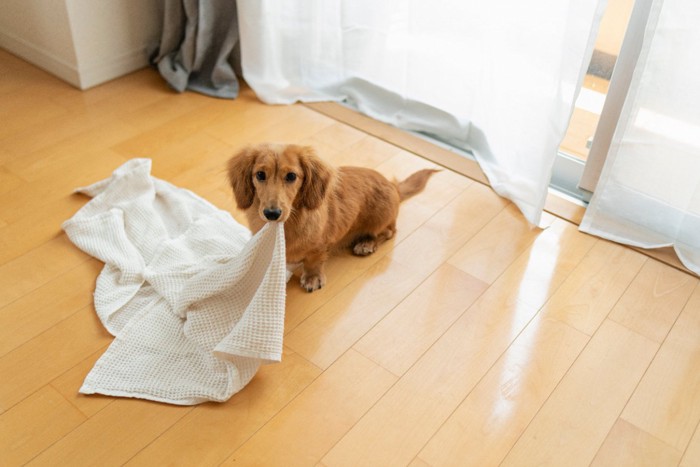 いたずらをした犬