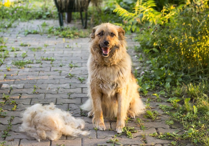 抜け毛と大型犬