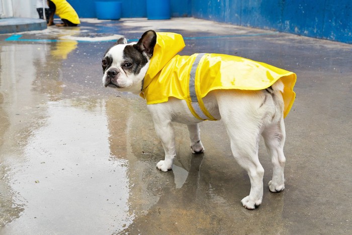 雨の中レインコートを着て振り向く犬