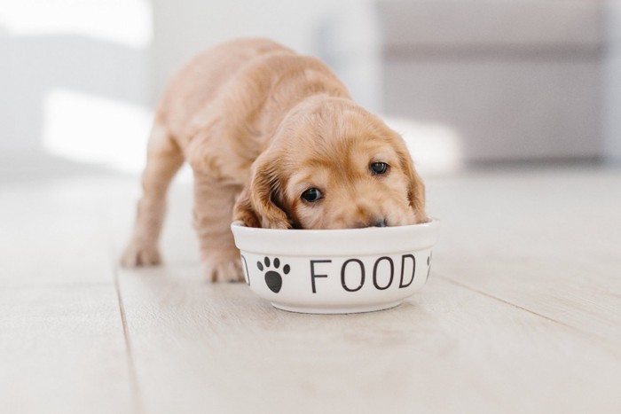 ご飯を食べる犬