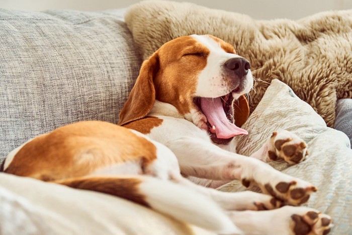 ソファーの上であくびする犬