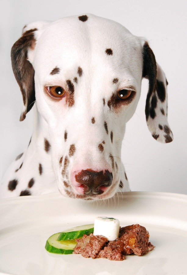 食事を前にする犬